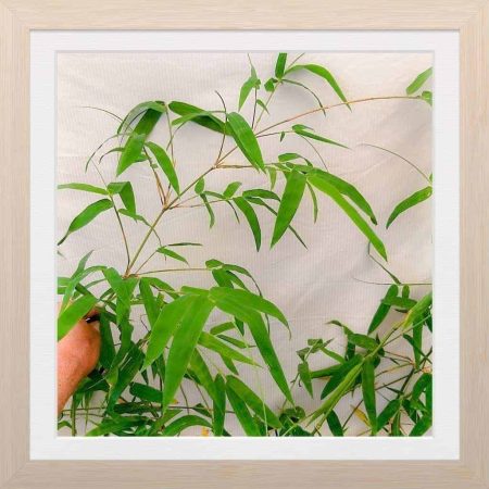 Bambusa nana Sydney Bamboo 1