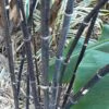 Black Bamboo Stems
