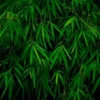 Buy Slender Weavers And Screening Bamboo