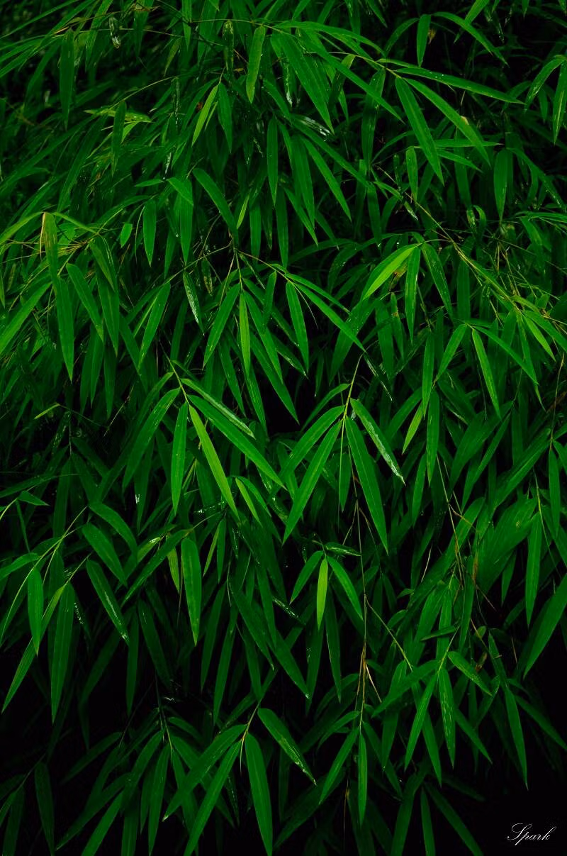 Buy Slender Weavers and screening bamboo