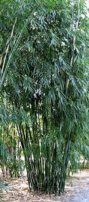 Dark Weavers Large Screening Bamboo - Image 5