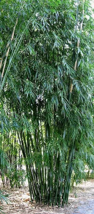 Dark Weavers Large Screening Bamboo - Image 5