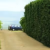 How To Grow A Bamboo Hedge Slender Weavers Hedged