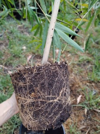 Faq Slender Weavers: Honest Answers Healthy Root System On Slender Weavers In 200Mm Pot