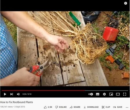 How To Fix A Rootbound Plant 1