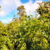 How To Prune Trim And Hedge Bamboo 10