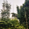 How To Prune Trim And Hedge Bamboo 19
