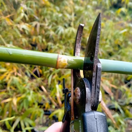6 Steps How To Grow A Bamboo Hedge Bamboo Being Pruned