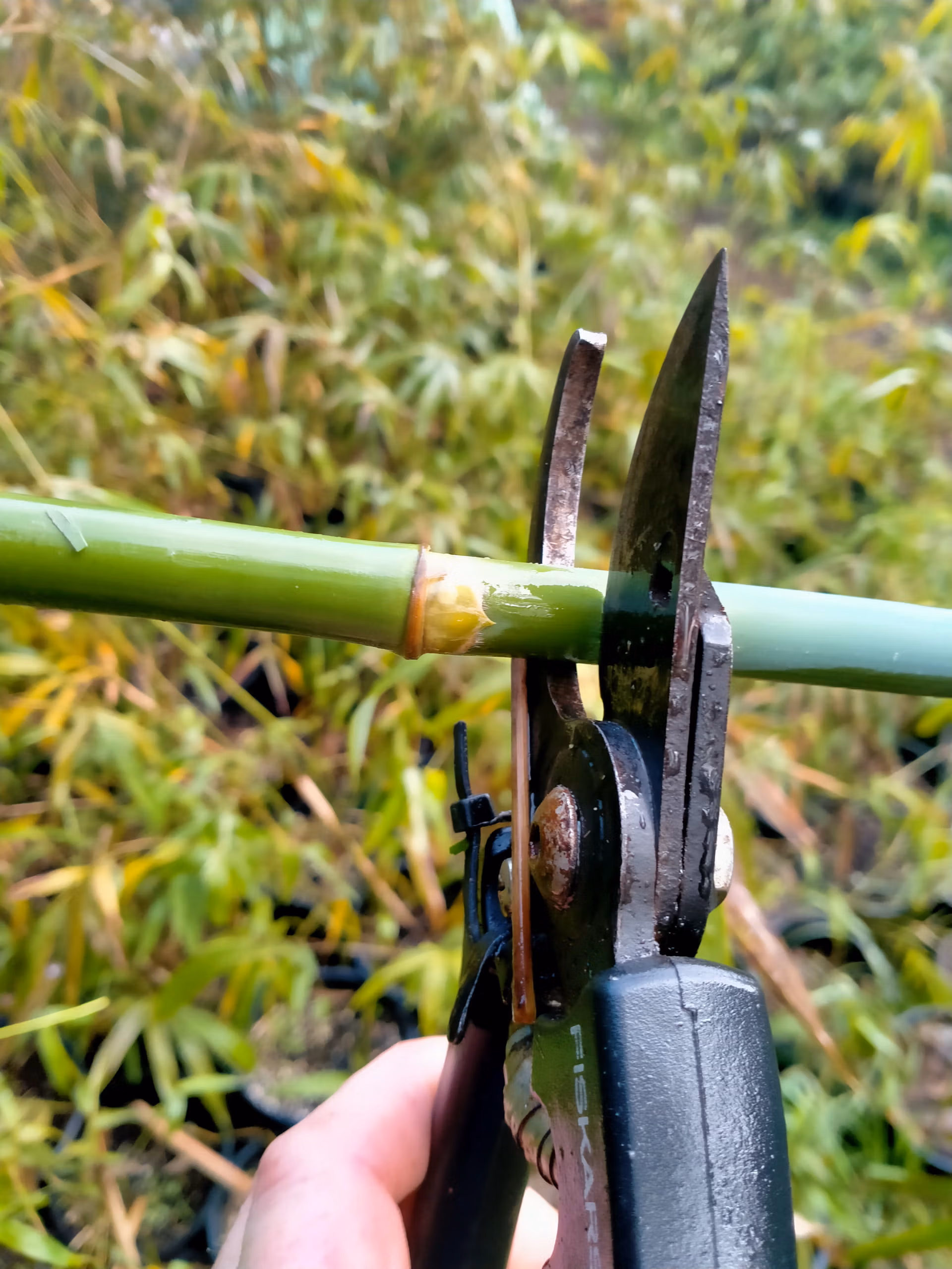 bamboo being pruned