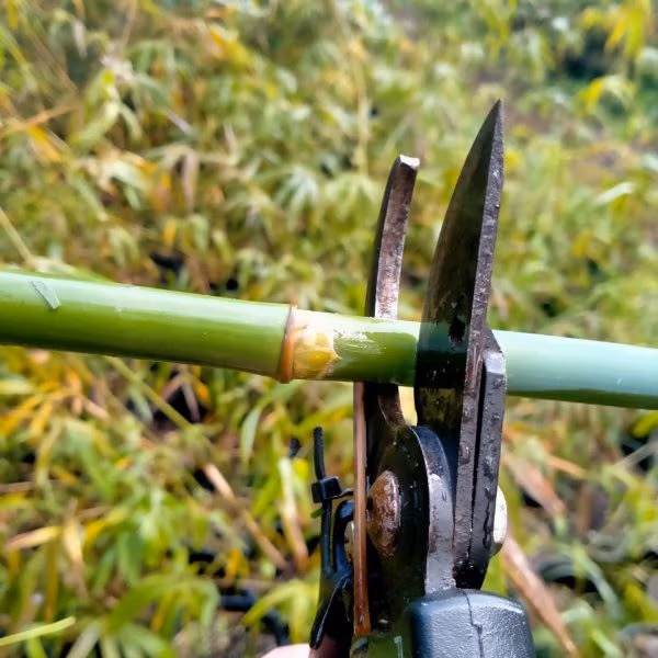 6 Steps How To Grow A Bamboo Hedge Where To Cut A Bamboo Culm