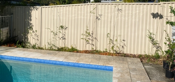 Slender Weavers Bamboo Plants Gracilis 200Mm Pots 1.3-1.8M Minimum Order (Moq) 10 - Image 29