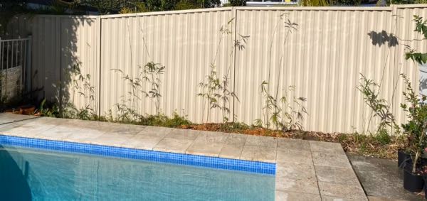 Slender Weavers Bamboo Plants Gracilis 200Mm Pots 1.3-1.8M Minimum Order (Moq) 10 - Image 29