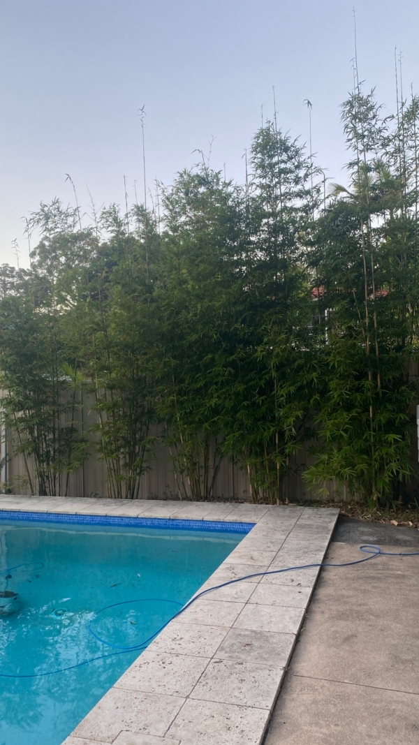 Slender Weavers Bamboo Plants Gracilis 200Mm Pots 1.3-1.8M Minimum Order (Moq) 10 - Image 31