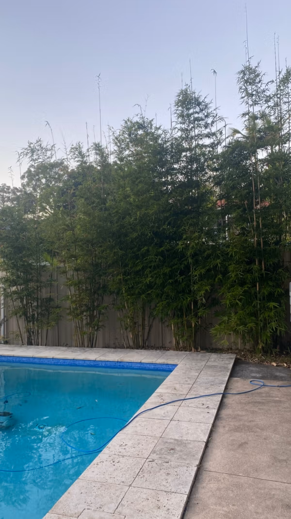 Slender Weavers Bamboo Plants Gracilis 200Mm Pots 1.3-1.8M Minimum Order (Moq) 10 - Image 31