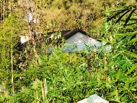 How To Grow A Bamboo Hedge Using Clumping Bamboo Slender Weavers Screen