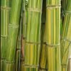 Maroochy Bamboo 2