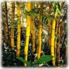 Ornamental Painted bamboo