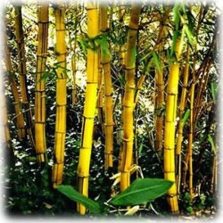 Ornamental Painted bamboo