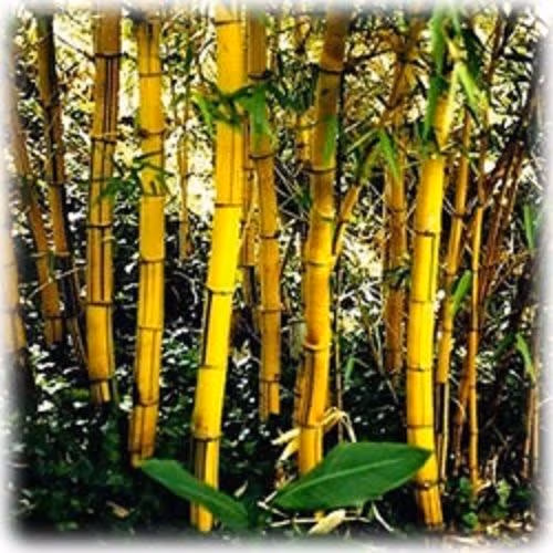 Ornamental Painted bamboo