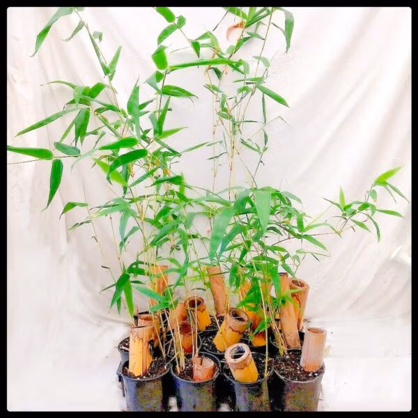 Painted Bamboo 100Mm Pot Painted Bamboo 100Mm Pot - Image 20