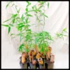 Painted Bamboo Sydney Bamboo 8 Jpg Webp