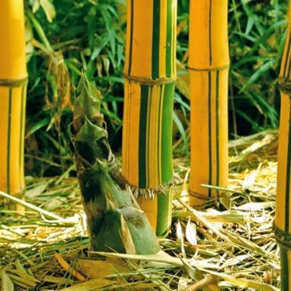 Painted Bamboo 100Mm Pot Painted Bamboo Shoot