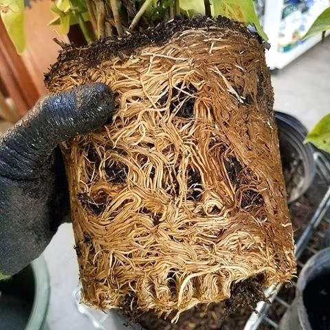 Faq Slender Weavers: Honest Answers A Plant That Has Been Left To Grow For Too Long