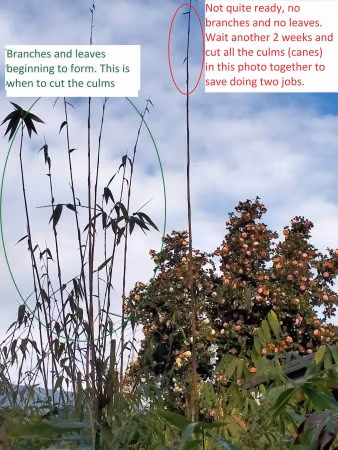 6 Steps How To Grow A Bamboo Hedge When To Cut Bamboo To Keep It At A Lower Height