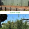 Slender Weavers 1 year of growth planted at 1.2m