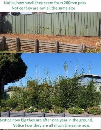 Slender Weavers Bamboo Plants Gracilis 200Mm Pots 1.3-1.8M Slender Weavers 1 Year Of Growth 2I