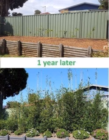 Slender Weavers Bamboo Plants Gracilis 200Mm Pots 1.3-1.8M Slender Weavers 1 Year Of Growth Planted At 1.2M