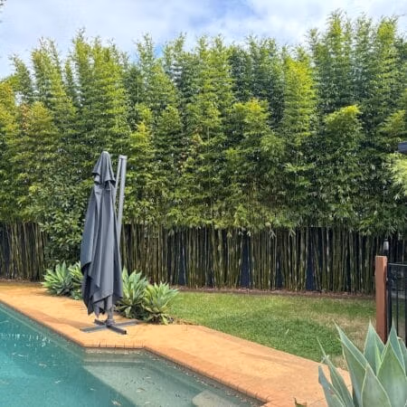 6 Steps How To Grow A Bamboo Hedge Slender Weavers How To Grow A Bamboo Hedge