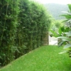 Slender-Weavers-Beautiful-Garden-Screen-Sydney-Bamboo-min-3-F1