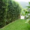 Slender-Weavers-Beautiful-Garden-Screen-Sydney-Bamboo-min-3-F1