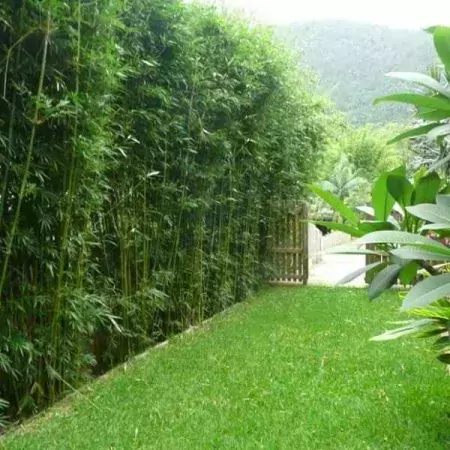 Slender-Weavers-Beautiful-Garden-Screen-Sydney-Bamboo-Min-3-F1
