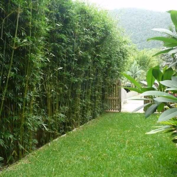 Slender Weavers Bamboo Plants Gracilis 200Mm Pots 1.3-1.8M Slender-Weavers-Beautiful-Garden-Screen-Sydney-Bamboo-Min-3-F1