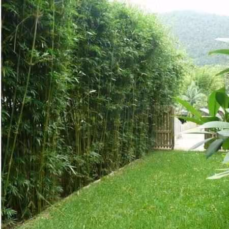 Buy bamboo