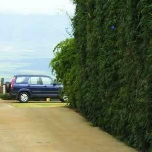 Grow Slender Weavers Bamboo Grow Slender Weavers Bamboo