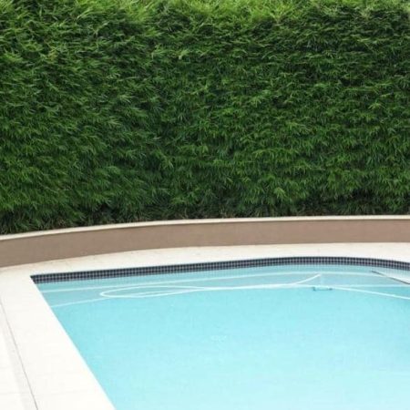 How To Grow A Bamboo Hedge Using Clumping Bamboo Slender Weavers Pool Screen