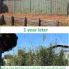 Slender Weavers Growth After 1 Year Sizes At The Start