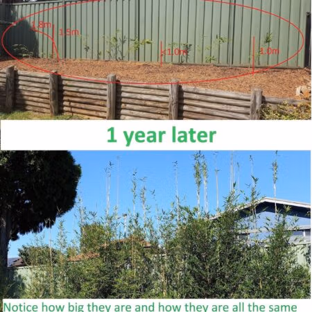 6 Steps How To Grow A Bamboo Hedge Slender-Weavers-Growth-After-1-Year-Sizes-At-The-Start