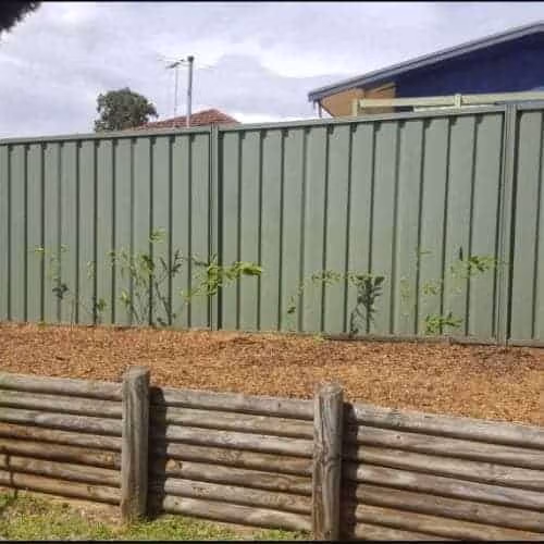Slender Weavers Bamboo Plants Gracilis 200Mm Pots 1.3-1.8M Slender Weaves From 200Mm Pots 1 Sq