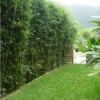 Slender Weavrers Beautiful Garden 1