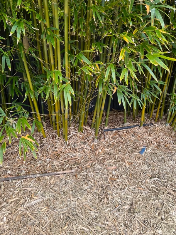 Slender Weavers Bamboo Plants Gracilis 200Mm Pots 1.3-1.8M Slender Wevars Sydney Bambo Customer 4 Years Old (1)