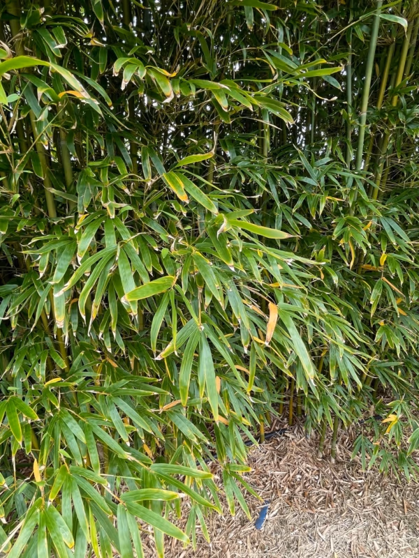Slender Weavers Bamboo Plants Gracilis 200Mm Pots 1.3-1.8M Slender Weavers Bamboo Plants Gracilis 200Mm Pots 1.3-1.8M - Image 24