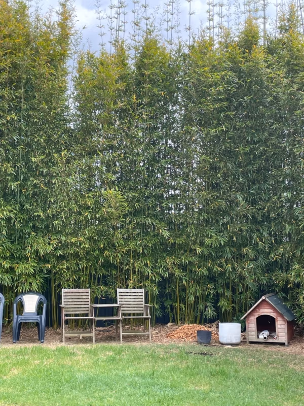 Slender Weavers Bamboo Plants Gracilis 200Mm Pots 1.3-1.8M Slender Weavers Bamboo Plants Gracilis 200Mm Pots 1.3-1.8M - Image 23