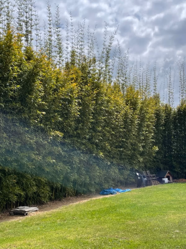 Slender Weavers Bamboo Plants Gracilis 200Mm Pots 1.3-1.8M Slender Weavers Bamboo Plants Gracilis 200Mm Pots 1.3-1.8M - Image 20