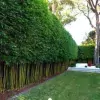 Sydney Bamboo-Slender-Weavers- bamboo hedge neat and tidy