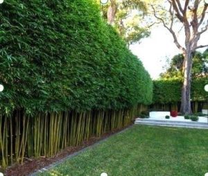 SydneyBamboo-Slender-Weavers-Screen