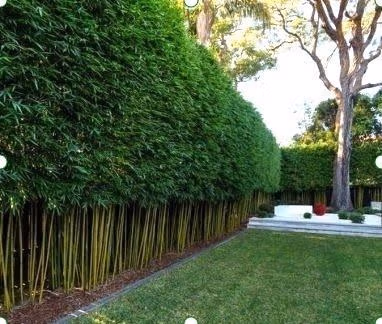 6 Steps How To Grow A Bamboo Hedge Sydney Bamboo-Slender-Weavers- Bamboo Hedge Neat And Tidy